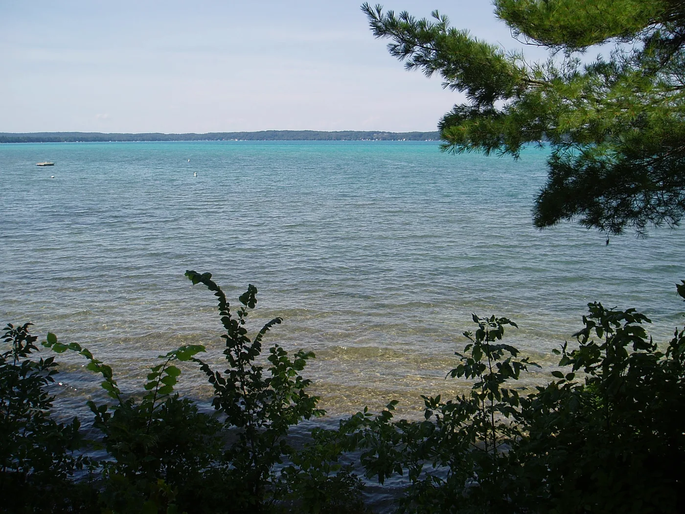 The bright turquoise Caribbean-like water of Torch Lake, Michigan, seen through pine branches